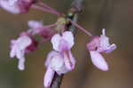 Eastern redbud